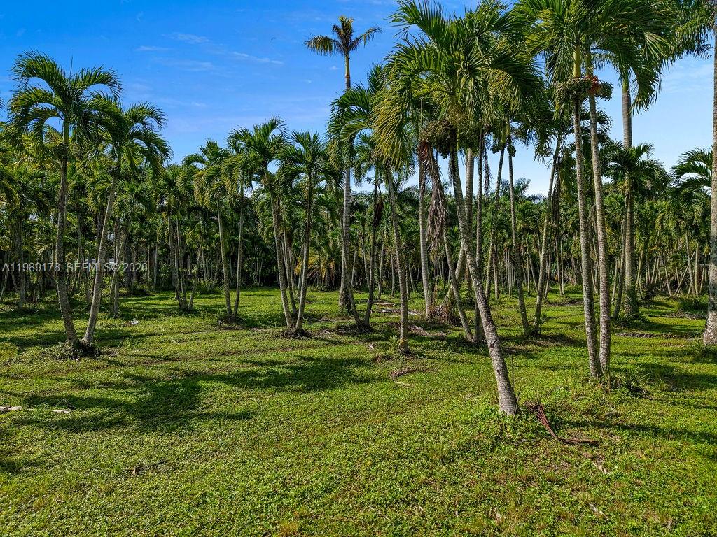 A grassy field is densely populated with numerous tall palm trees under a blue sky — 10650 SW 206th Ave, Miami FL 33187, MIAMI, FL