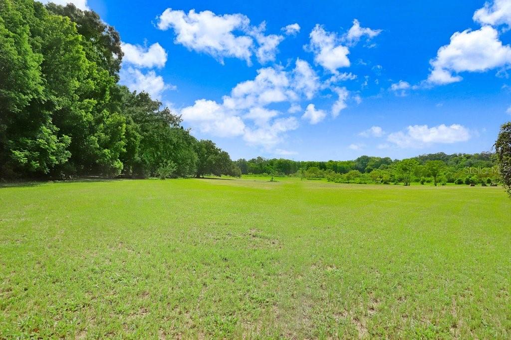 A wide, grassy field is bordered by a dense line of trees under a blue sky — 37352 ½ TRILBY ROAD, DADE CITY, FL