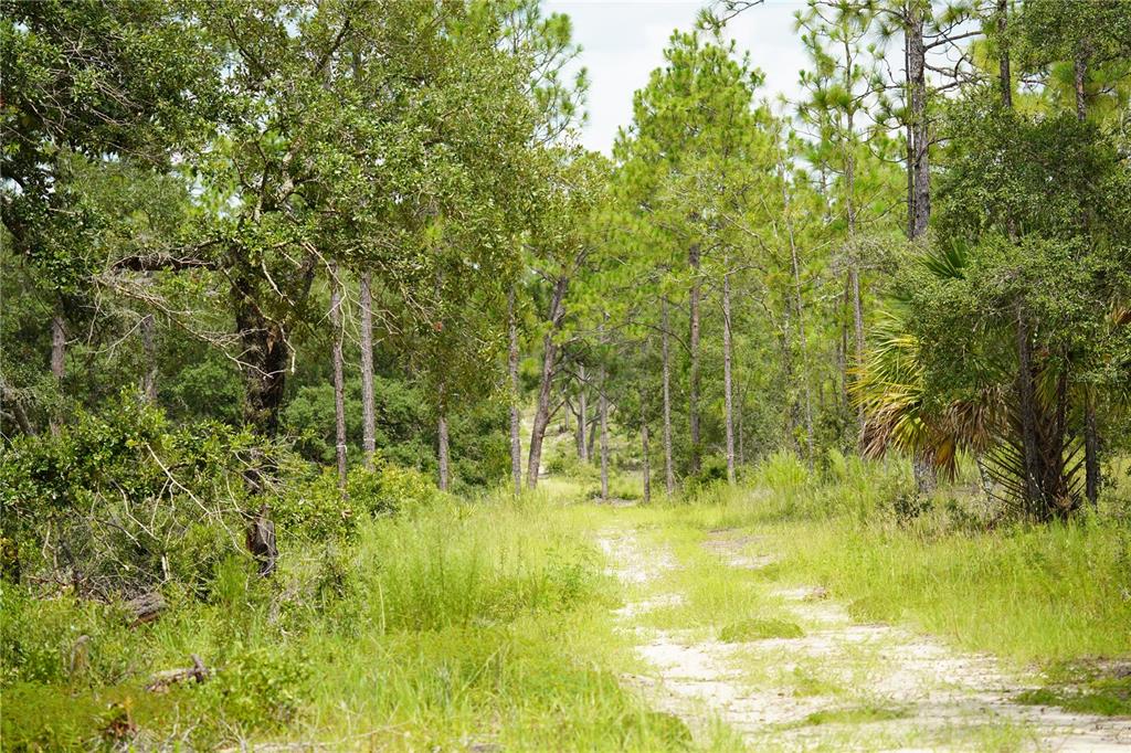 A dirt path winds through a wooded area with tall pine trees and native vegetation — SE STATE ROAD 121 LOT A & B, MORRISTON, FL