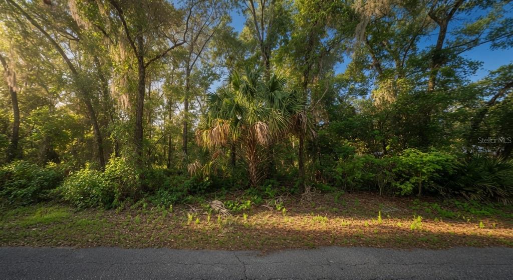 A view of a wooded, undeveloped lot with a central palm tree and dense vegetation — 282 N SAVARY AVENUE, INVERNESS, FL