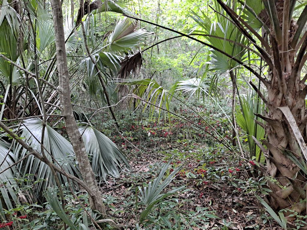 9550 NW 230 STREET E, MICANOPY, FL — photo 4 of 10