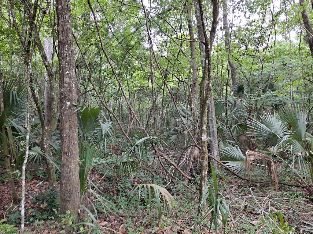 9550 NW 230 STREET E, MICANOPY, FL — photo 5 of 10