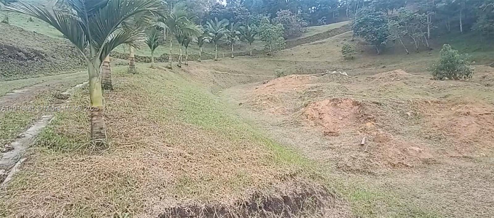 A grassy, sloped landscape features several palm trees and patches of exposed dirt — Vereda Mampuesto Sector Garrido #9, C, C