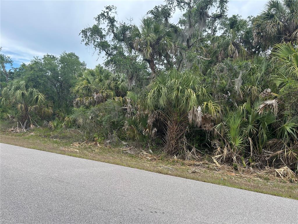 A paved road runs alongside a dense, wooded lot filled with palm trees and vegetation — BASKET STREET, NORTH PORT, FL