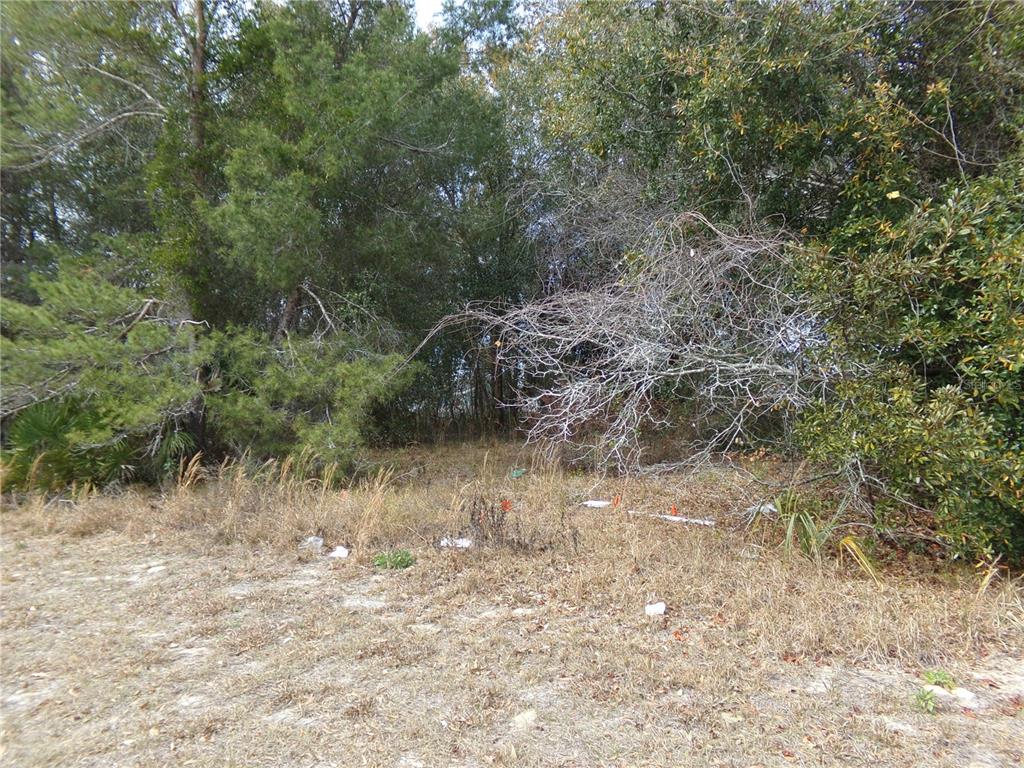 A view of a wooded, undeveloped lot with dry grass and scattered survey markers — 1680 CATALINA BLVD, DELTONA, FL