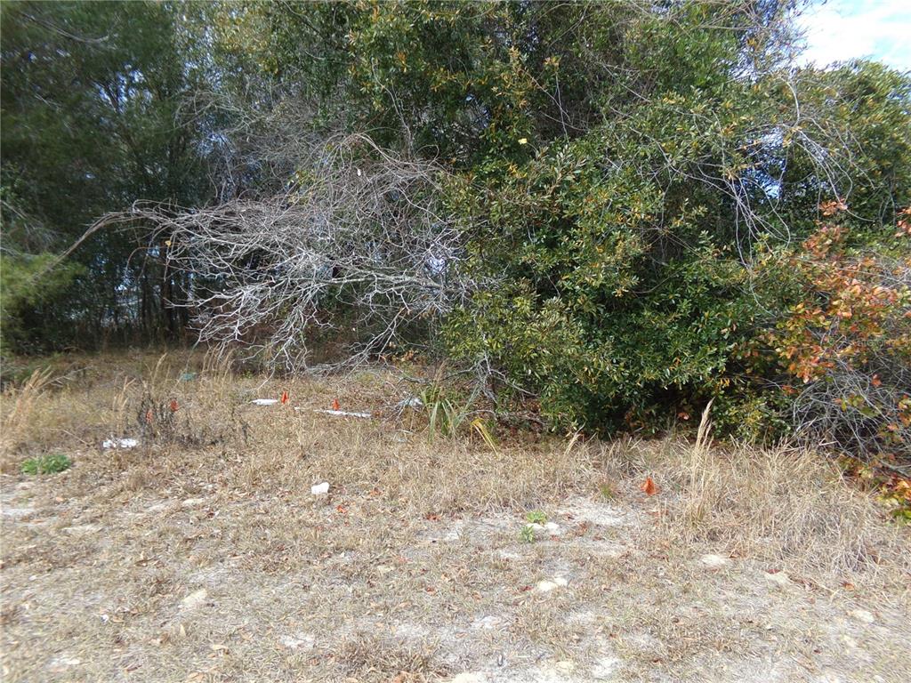 A view of a vacant, overgrown lot with scattered survey flags and dense trees — 1680 CATALINA BLVD, DELTONA, FL