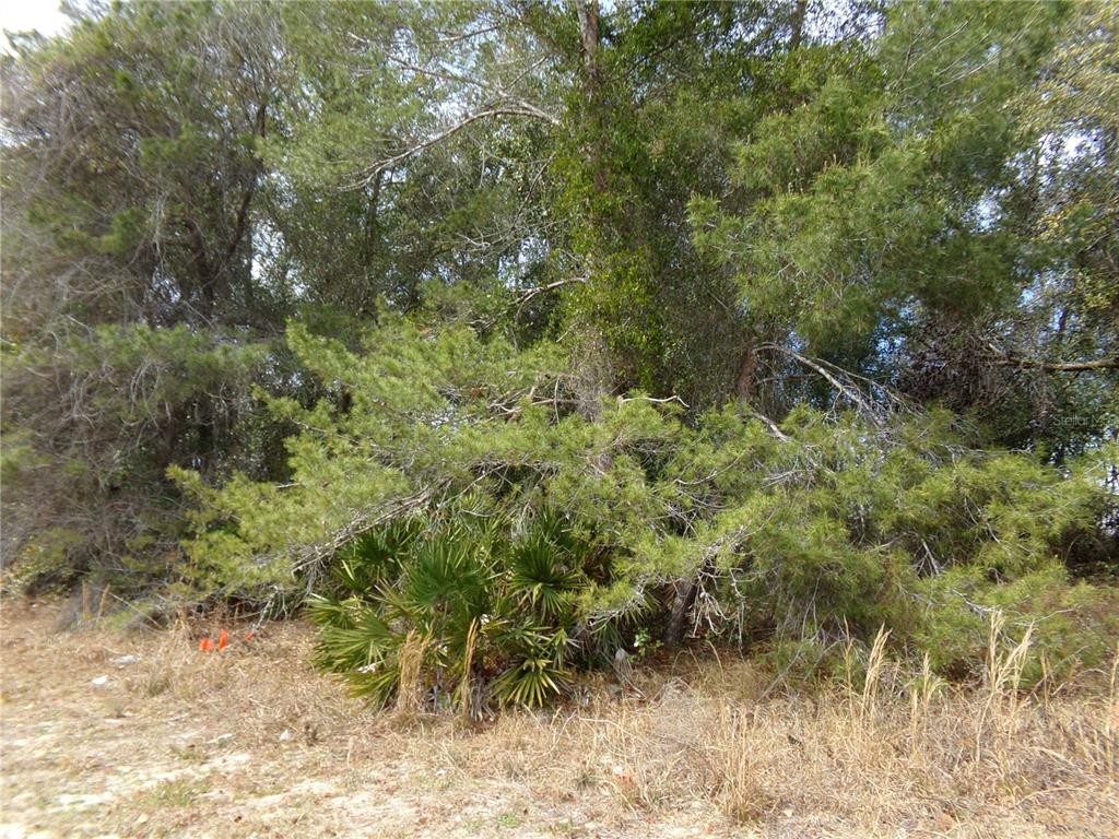 A dense thicket of pine trees and palmetto bushes grows on a sandy, undeveloped lot — 1680 CATALINA BLVD, DELTONA, FL