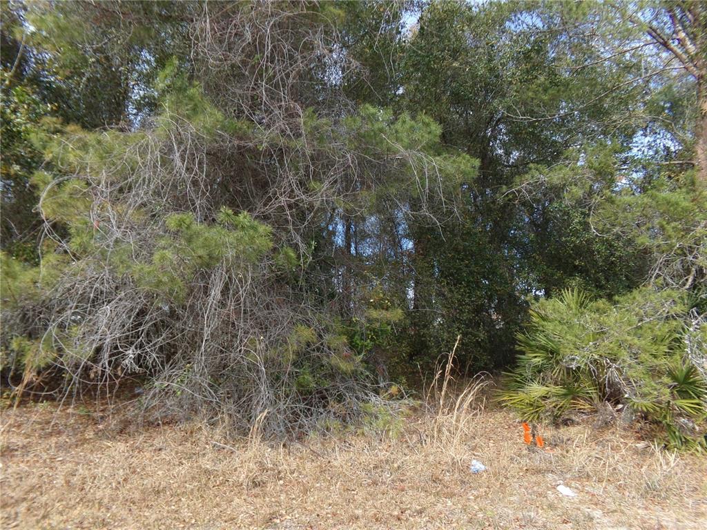 A dense, wooded lot features pine trees, palmettos, and dry brush under a clear sky — 1680 CATALINA BLVD, DELTONA, FL