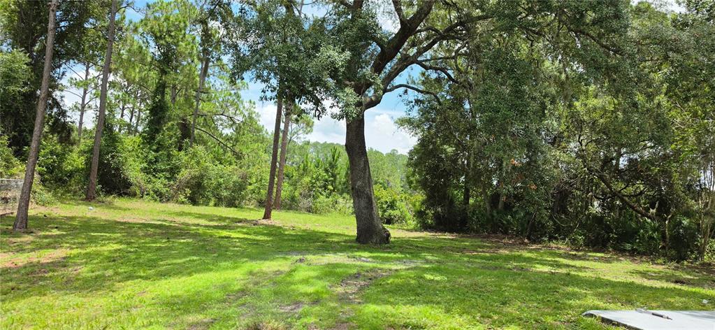 A grassy backyard features a large central oak tree surrounded by dense woods and pines — 2861 BLACKBURN AVENUE, DELTONA, FL
