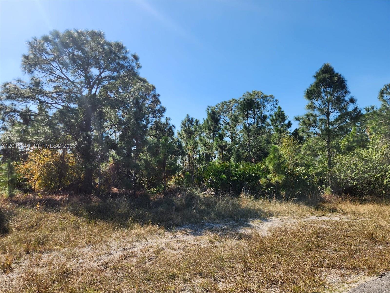 A vacant, wooded lot features tall pine trees and native brush under a clear sky — 706 JOHNS AVE, Lehigh Acres FL 33972, LEHIGH ACRES, FL