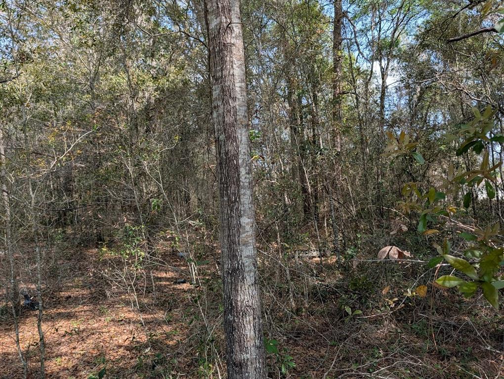A view of a wooded lot filled with dense trees and ground-level brush — SW 30TH PLACE, OCALA, FL