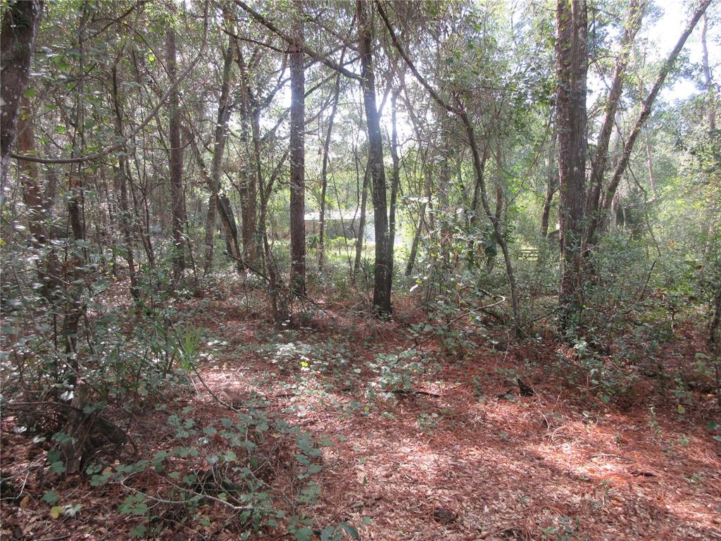 A wooded lot with dense trees and ground cover featuring a glimpse of a building — NE 171ST COURT, SILVER SPRINGS, FL