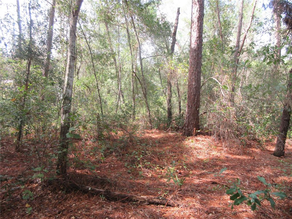 A wooded lot covered in pine needles with various trees and dense undergrowth — NE 171ST COURT, SILVER SPRINGS, FL