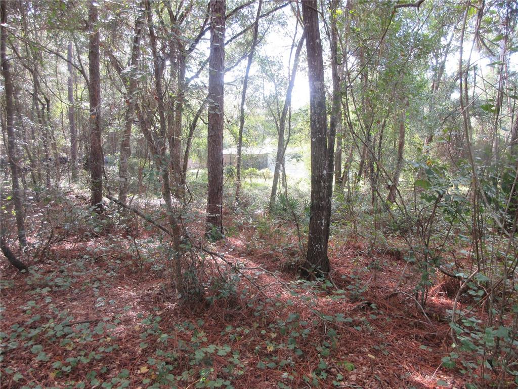 A view of a wooded lot with a house visible in the background — NE 171ST COURT, SILVER SPRINGS, FL