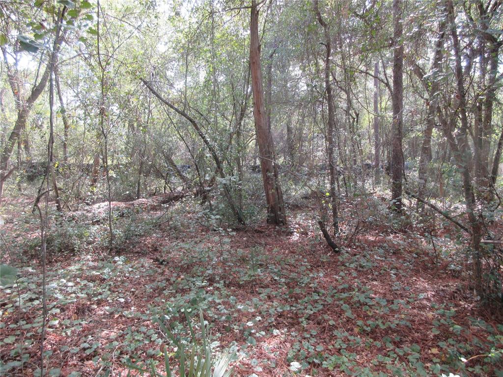 A wooded lot with dense trees, underbrush, and a ground cover of fallen leaves — NE 171ST COURT, SILVER SPRINGS, FL