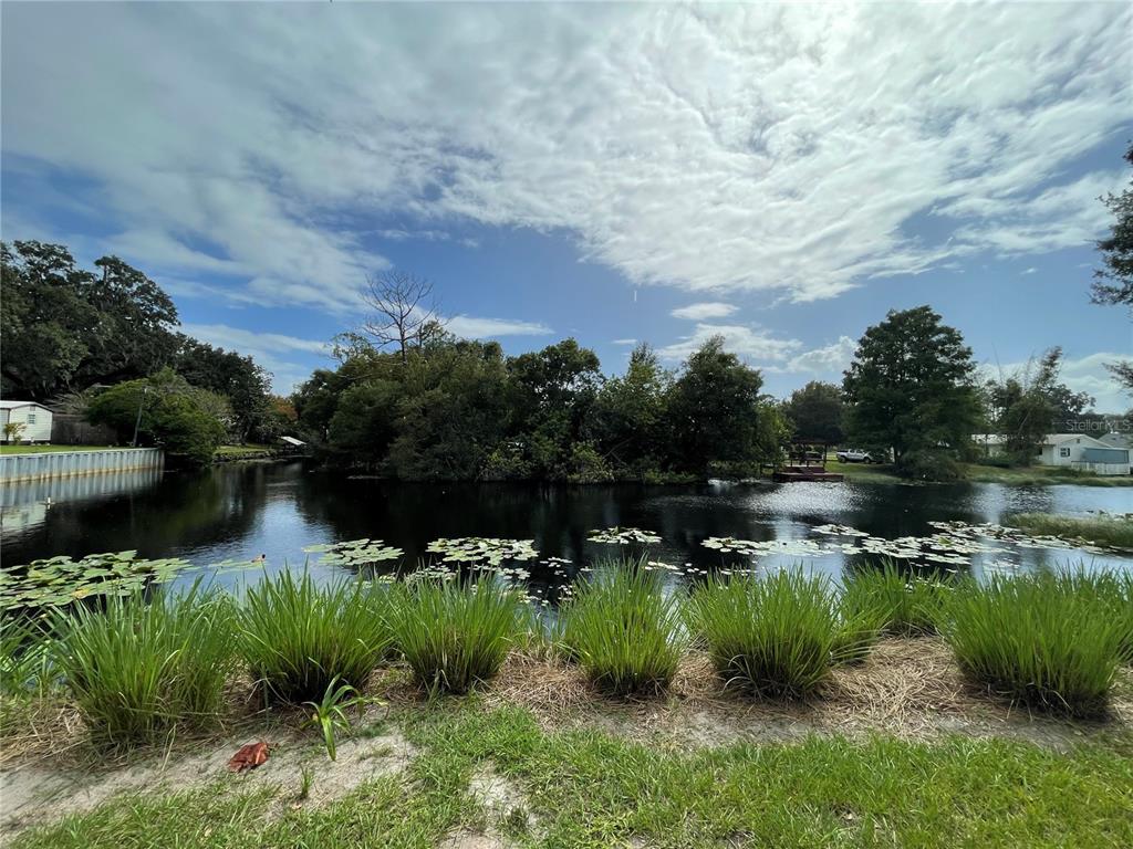 A view of a pond with lily pads, surrounded by trees and residential properties — 5830 ALLIGATOR LAKE SHORE W, ST CLOUD, FL