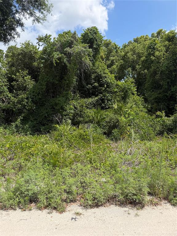 A view of a densely wooded, undeveloped lot with native vegetation and small palm trees — PALMETTO CIRCLE, PAISLEY, FL