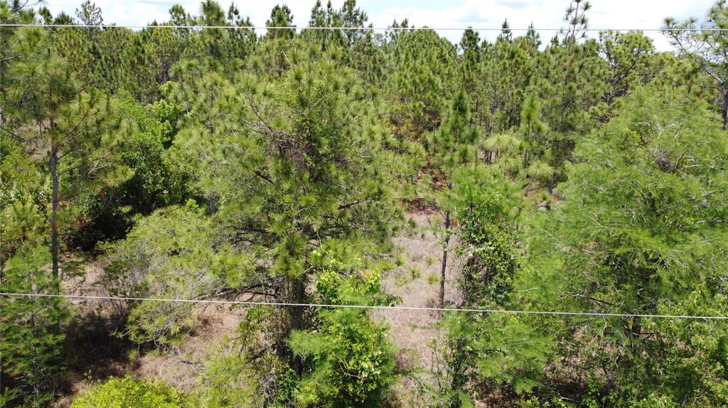 An aerial view of a dense, wooded lot with pine trees and natural vegetation — STARRY STREET, ORLANDO, FL