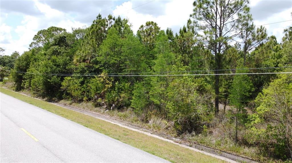 A paved road runs alongside a dense, wooded lot with tall pine trees — STARRY STREET, ORLANDO, FL