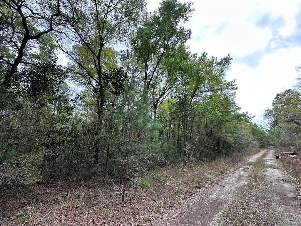 A dirt road runs alongside a dense, wooded area with various trees and undergrowth — tbd NE 154TH AVENUE, WILLISTON, FL