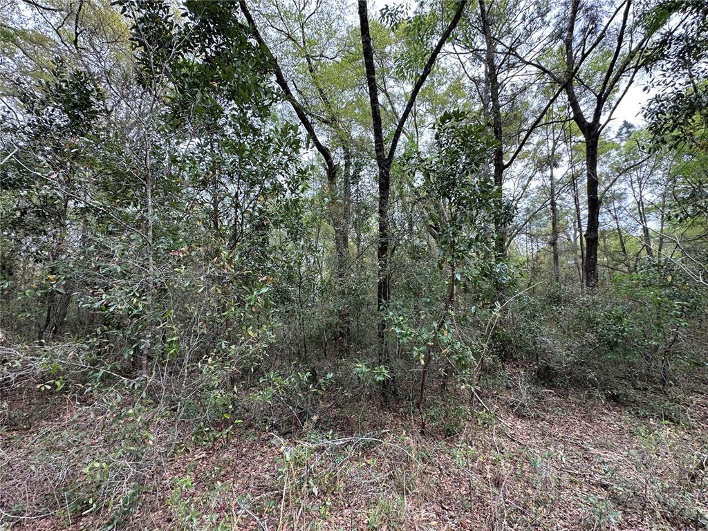 A dense, wooded lot features a variety of trees and thick underbrush on the ground — tbd NE 154TH AVENUE, WILLISTON, FL