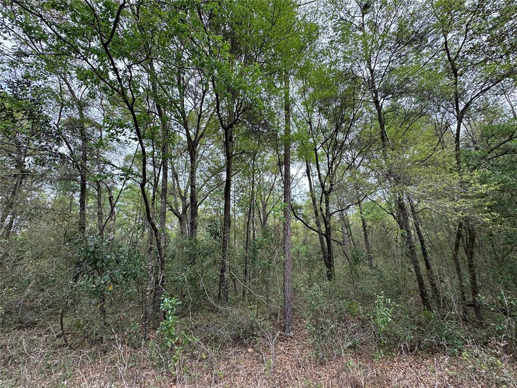 A dense, wooded area featuring various tall trees and thick underbrush — tbd NE 154TH AVENUE, WILLISTON, FL