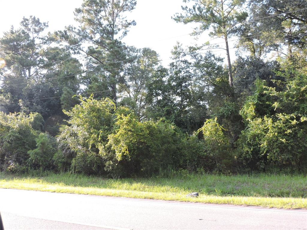 A paved road runs in front of a dense, wooded lot with tall pine trees — W COUNTY ROAD 2006 WEST W, BUNNELL, FL