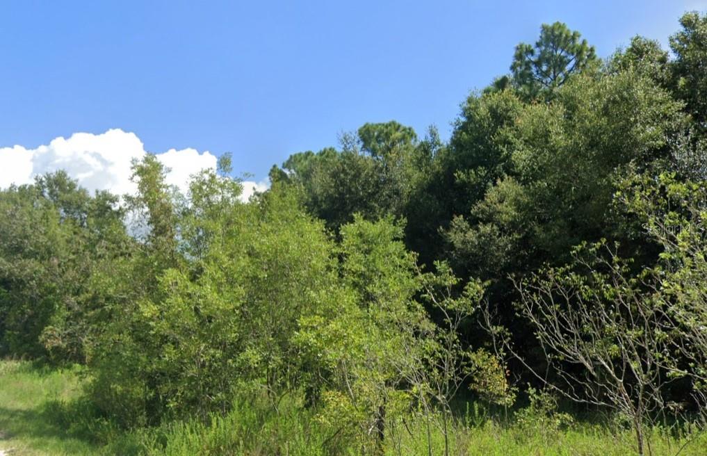 A view of a dense wooded area with green trees under a blue sky — 0 NW 53RD AVENUE, OCALA, FL