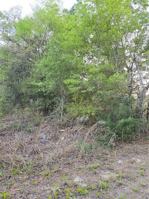 A view of a wooded lot with dense trees and dry grass in the foreground — TBD SW 27 STREET, OCALA, FL