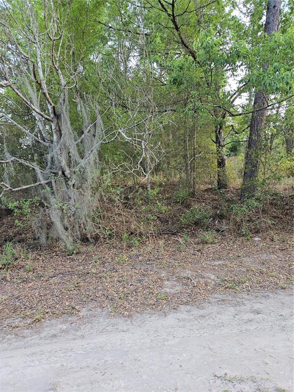 A view of a wooded lot with trees covered in Spanish moss along a dirt road — TBD SW 27 STREET, OCALA, FL