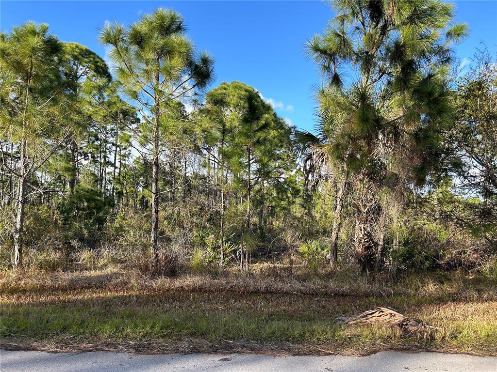 A wooded lot with pine trees and low vegetation sits adjacent to a paved road — 13494&13502 SURIBACHI AVENUE, PORT CHARLOTTE, FL