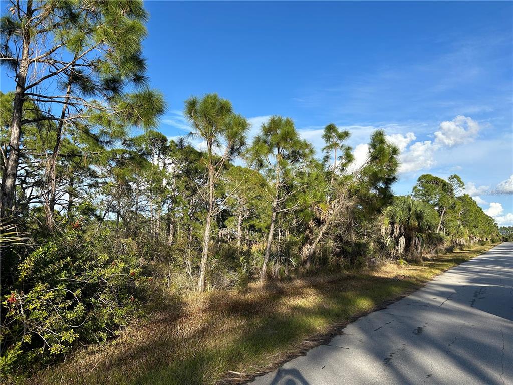 A paved road runs alongside a wooded lot with pine trees and native vegetation — 13494&13502 SURIBACHI AVENUE, PORT CHARLOTTE, FL