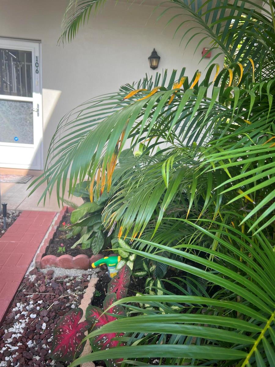 A palm tree with yellowing fronds stands in a garden bed next to a building entrance — 25 Lake Vista Trail # 106, FL 34952, FL