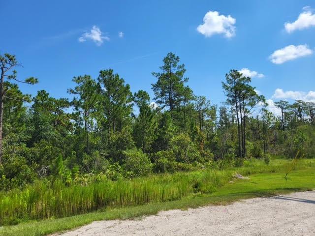 A gravel road leads to a wooded lot with tall pine trees under a blue sky — S APOPKA VINELAND, ORLANDO, FL