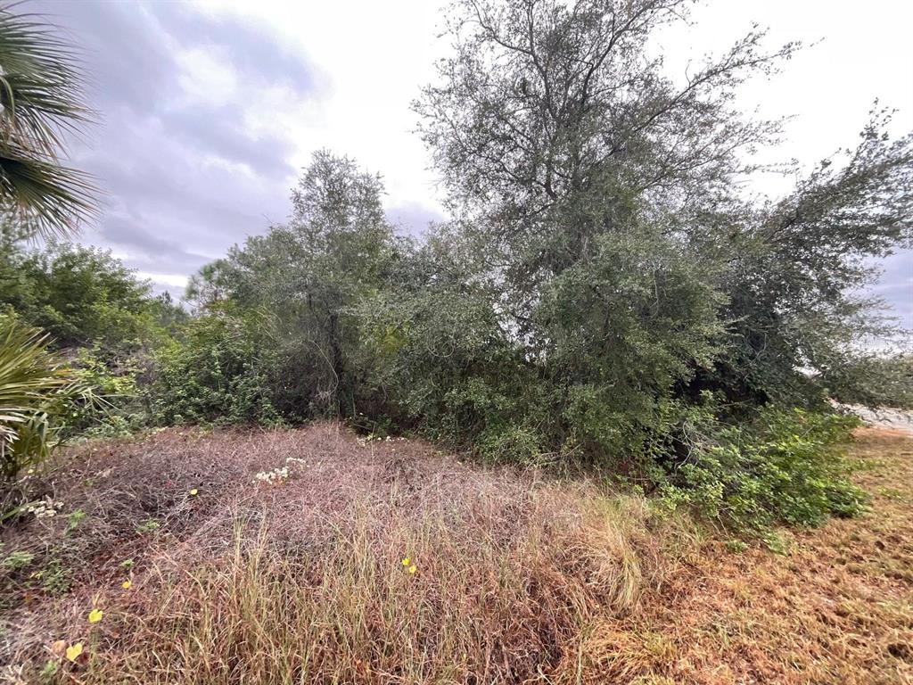 A view of a vacant, overgrown lot featuring tall trees and dry, grassy vegetation — 1608 SCOTT AVENUE, LEHIGH ACRES, FL