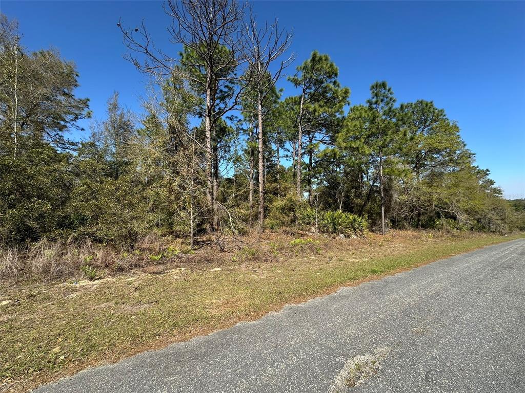 A paved road runs alongside a wooded lot with pine trees and low-lying vegetation — 833 W CHAMPLAIN LANE, CITRUS SPRINGS, FL