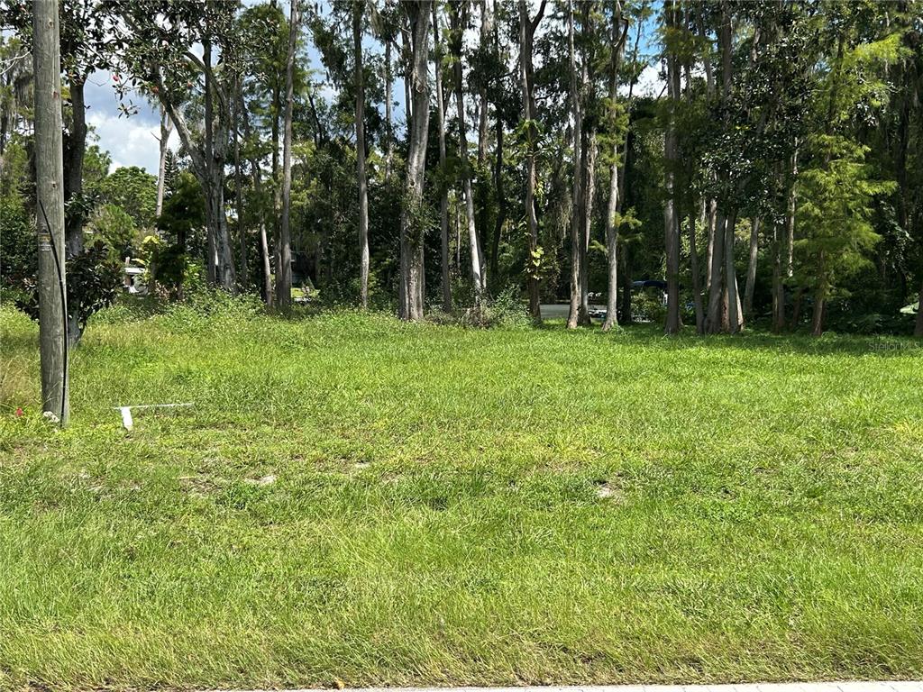 A grassy, vacant lot is bordered by a dense line of tall, mature trees — 12629 LACEY DRIVE, NEW PORT RICHEY, FL