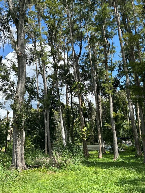 A wooded area with tall, thin trees and Spanish moss under a blue sky — 12629 LACEY DRIVE, NEW PORT RICHEY, FL