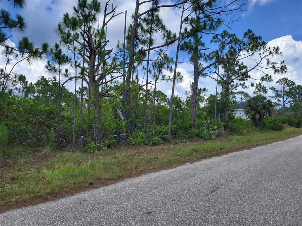 A paved road runs alongside a wooded lot with tall pine trees and dense vegetation — 14114 CLARISSA LANE, PORT CHARLOTTE, FL