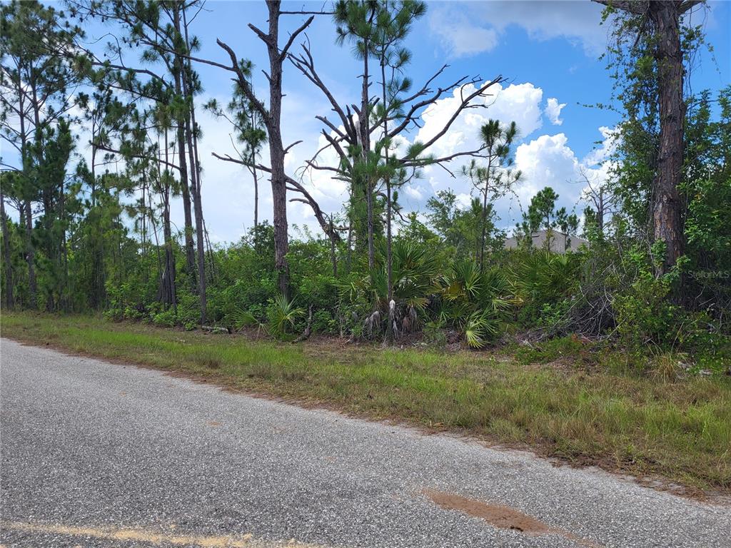 A paved road runs alongside a wooded lot with tall pine trees and dense vegetation — 14114 CLARISSA LANE, PORT CHARLOTTE, FL