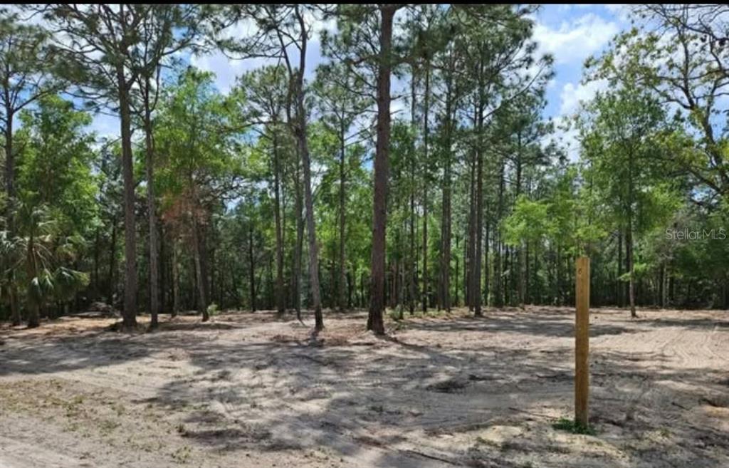 A cleared, sandy residential lot is surrounded by tall pine trees under a blue sky — CORMORANT ROAD, WEEKI WACHEE, FL