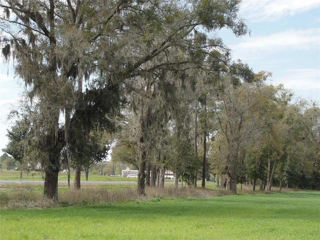 A row of large, moss-draped trees stands along the edge of a grassy field — TBD HIGHWAY 441, ALACHUA, FL
