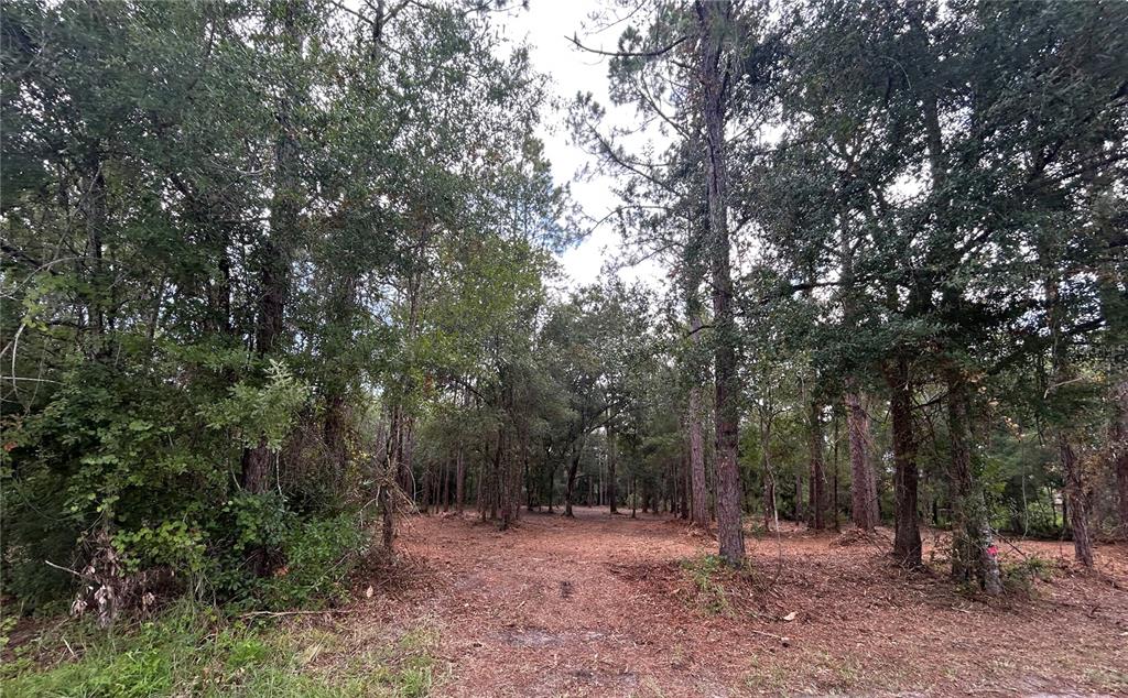WESTPOINT DRIVE, WESLEY CHAPEL, FL — photo 2 of 13