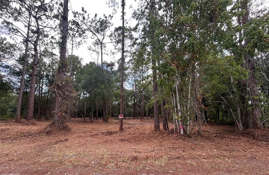 WESTPOINT DRIVE, WESLEY CHAPEL, FL — photo 3 of 13