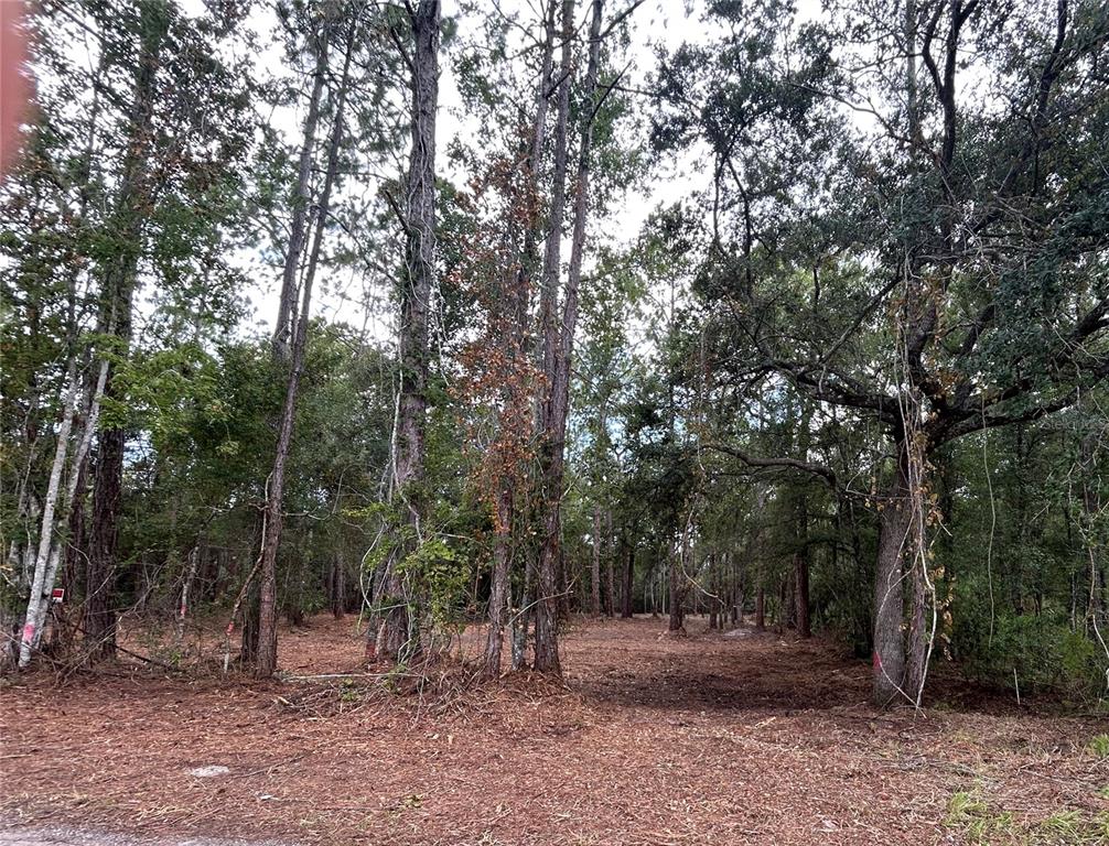 WESTPOINT DRIVE, WESLEY CHAPEL, FL — photo 4 of 13