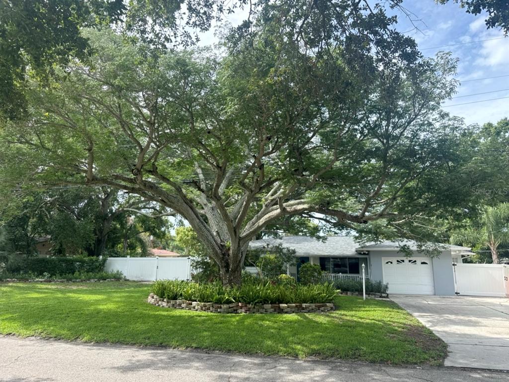 A large tree with a stone-bordered garden bed stands in front of a single-story house — 13824 83RD PLACE, SEMINOLE, FL