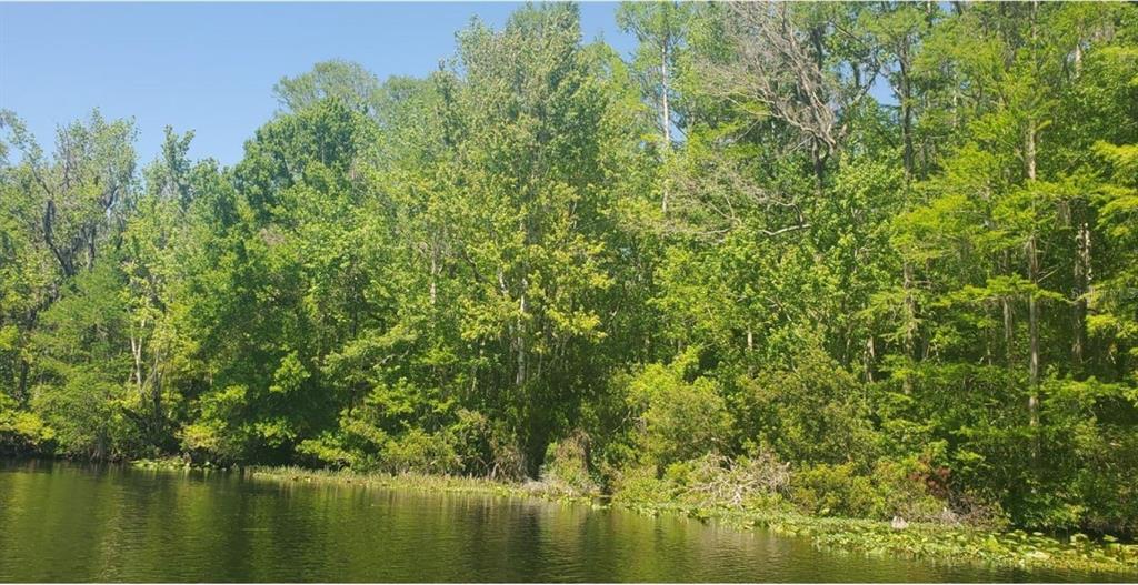 A view of a dense, green forest bordering a calm body of water — 00 W HIGHWAY 40, DUNNELLON, FL