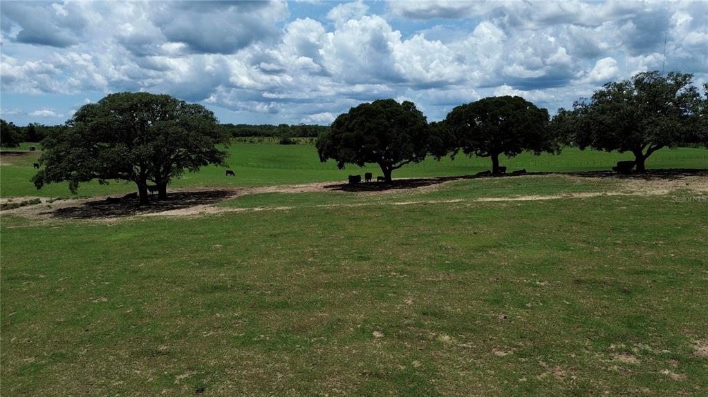 A grassy pasture features several large oak trees and grazing cattle under a cloudy sky — SE 54TH STREET, MORRISTON, FL