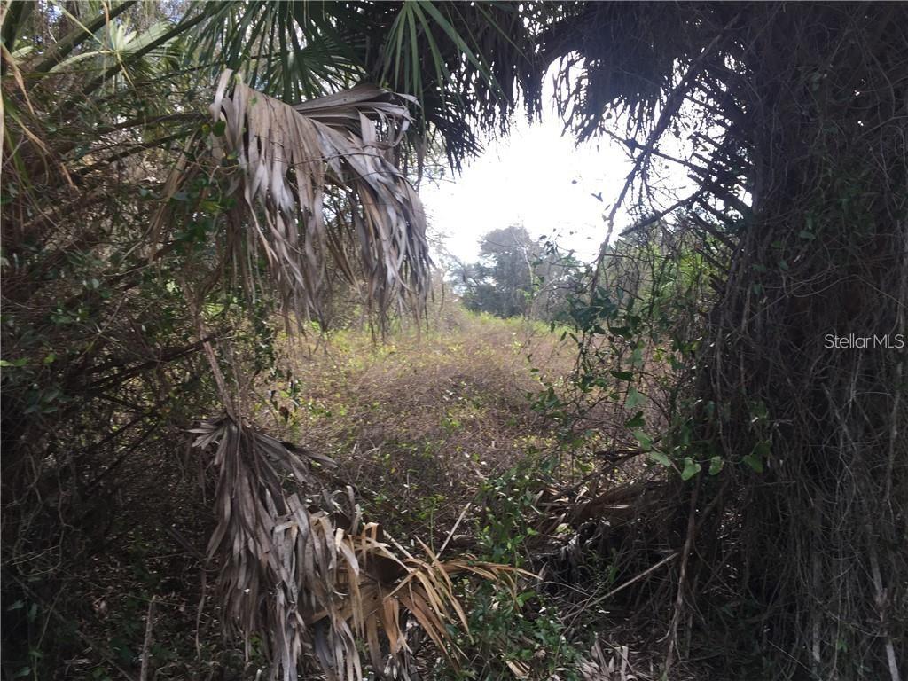 A view through dense foliage and palm fronds toward an overgrown, undeveloped grassy lot — Lot 9 HONEYCOMB CIRCLE, NORTH PORT, FL