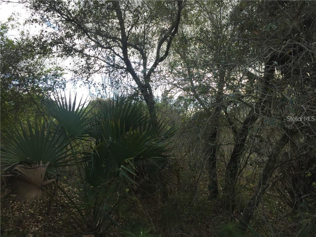 A dense thicket of trees and palmetto bushes fills the frame in a wooded area — Lot 9 HONEYCOMB CIRCLE, NORTH PORT, FL